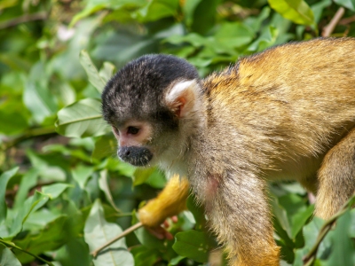 Spider_Monkeys_Santa_Rosa,_Bolivia_(6_of_8).jpg (Adrian O'Brien)  [flickr.com]  CC BY 
Información sobre la licencia en 'Verificación de las fuentes de la imagen'