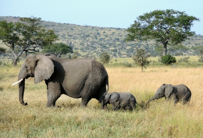 Tanzania (Serengeti National Park) Baby elaphants follow their mum (Güldem Üstün)  [flickr.com]  CC BY 
Información sobre la licencia en 'Verificación de las fuentes de la imagen'