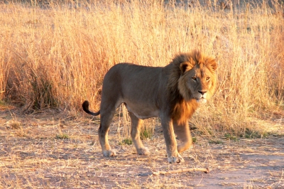 The King (not Elvis) on patrol (Violator1)  [flickr.com]  CC BY-ND 
Información sobre la licencia en 'Verificación de las fuentes de la imagen'