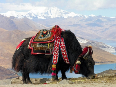 Tibet-5812 - Yak at Yundrok Yumtso Lake (Dennis Jarvis)  [flickr.com]  CC BY-SA 
Información sobre la licencia en 'Verificación de las fuentes de la imagen'