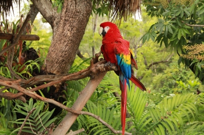 Tropical Rainforest Parrot (Jaime Olmo)  [flickr.com]  CC BY 
Información sobre la licencia en 'Verificación de las fuentes de la imagen'