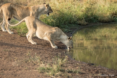 Two of the five lionesses destined for Akagera National Park. Credit: Matthew Poole (RDB Rwanda)  [flickr.com]  CC BY-ND 
Información sobre la licencia en 'Verificación de las fuentes de la imagen'