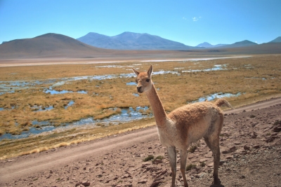 Vicuña (Leandro Neumann Ciuffo)  [flickr.com]  CC BY 
Información sobre la licencia en 'Verificación de las fuentes de la imagen'