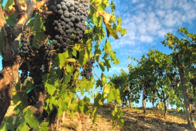 Vigneto nel chianti (Francesco Sgroi)  [flickr.com]  CC BY 
Información sobre la licencia en 'Verificación de las fuentes de la imagen'