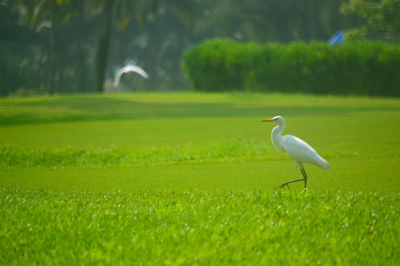 White Crane (Thangaraj Kumaravel)  [flickr.com]  CC BY 
Información sobre la licencia en 'Verificación de las fuentes de la imagen'