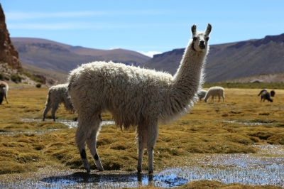 White lama (François Bianco)  [flickr.com]  CC BY-SA 
Información sobre la licencia en 'Verificación de las fuentes de la imagen'