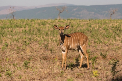 Young Buck (Edson Chilundo)  [flickr.com]  CC BY 
Información sobre la licencia en 'Verificación de las fuentes de la imagen'